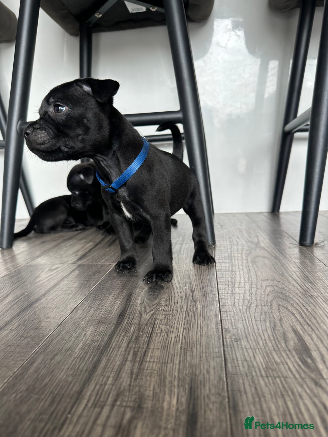 Staffordshire Bull Terrier dogs for sale: 🔥 Stunning Staffordshire Bull Terriers 🔥 - Image 26