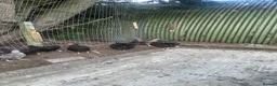 Chickens poultry for sale: 4x Cream Legbar & Black Copper Maran Pullets - Advert 1