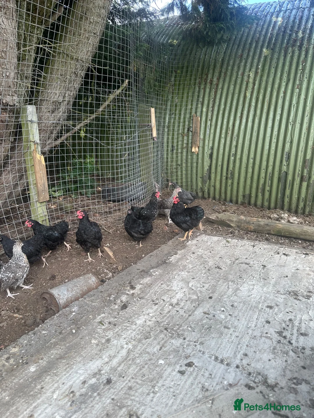 Chickens poultry for sale: 4x Cream Legbar & Black Copper Maran Pullets - Advert 1