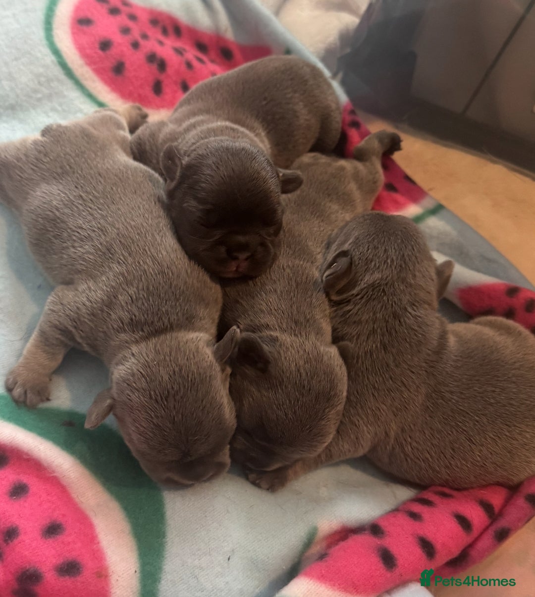 French Bulldog dogs for sale: French Bulldog Puppies - Advert 2