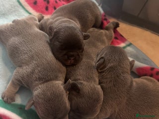 French Bulldog dogs French Bulldog Puppies - Advert 11