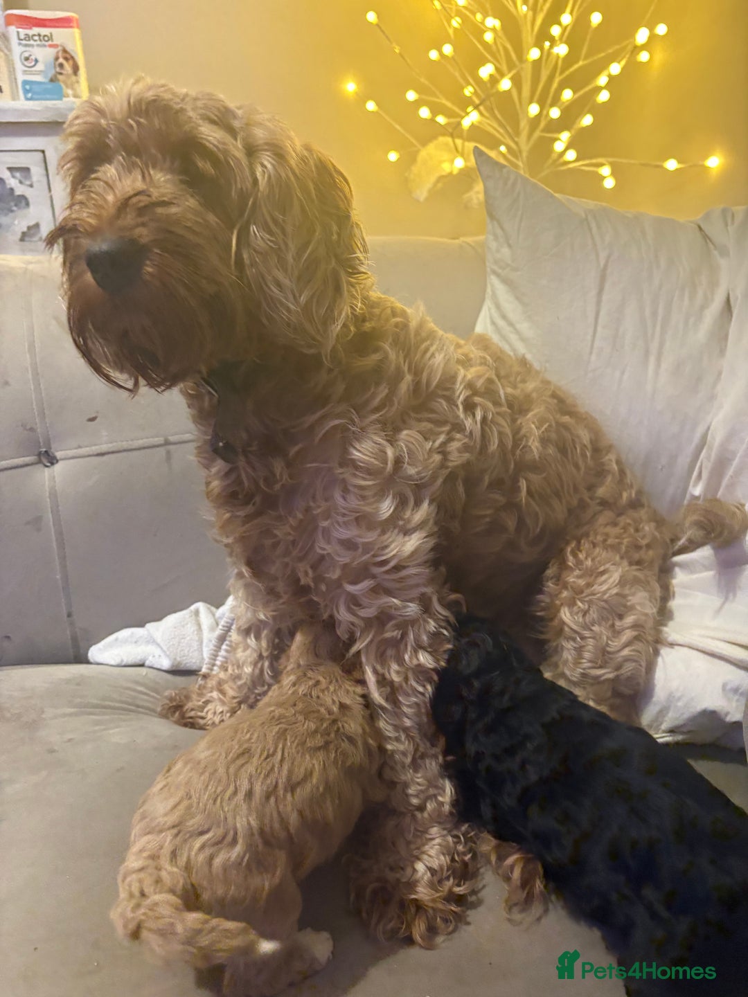 Cavapoo dogs for sale: 2 beautiful cavapoo puppies for sale.  - Advert 9