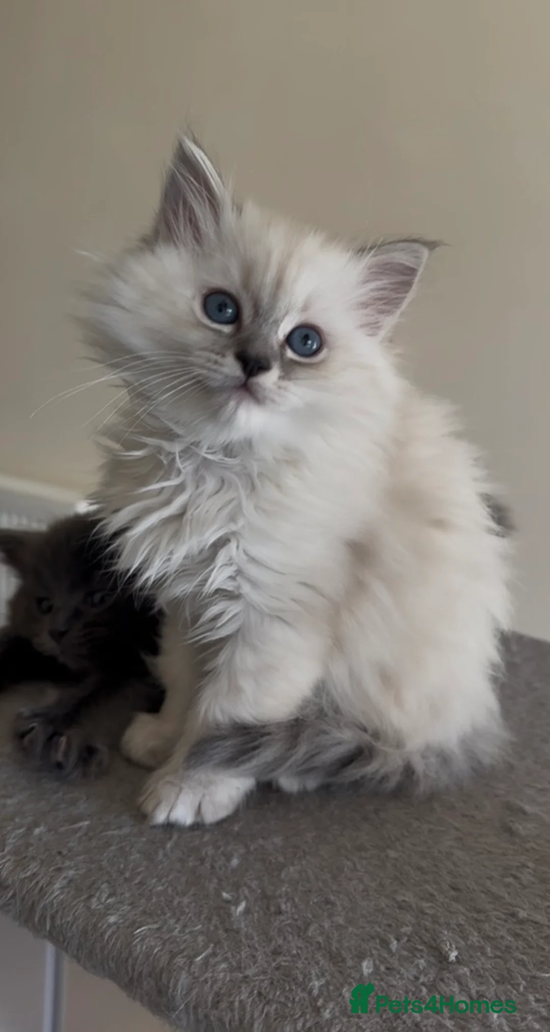 Persian cats for sale: LAST DOLLFACE CHINCHILLA PERSIAN GIRL - Advert 4