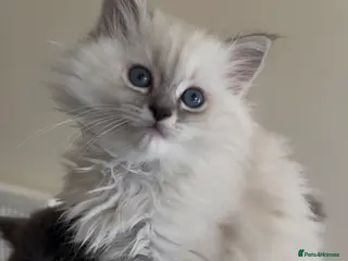 Persian cats LAST DOLLFACE CHINCHILLA PERSIAN GIRL - Advert 5