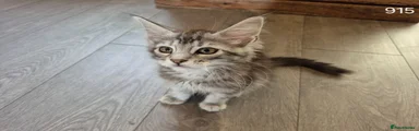 Maine Coon Kitten 3
