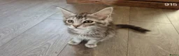 Maine Coon cats for sale: GCCF Maine Coone's 🏆 Champion Bloodline - Advert 11