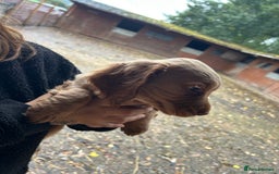 Cocker Spaniel dogs for sale: Beautiful cocker spaniel puppies❤️ - Image 4