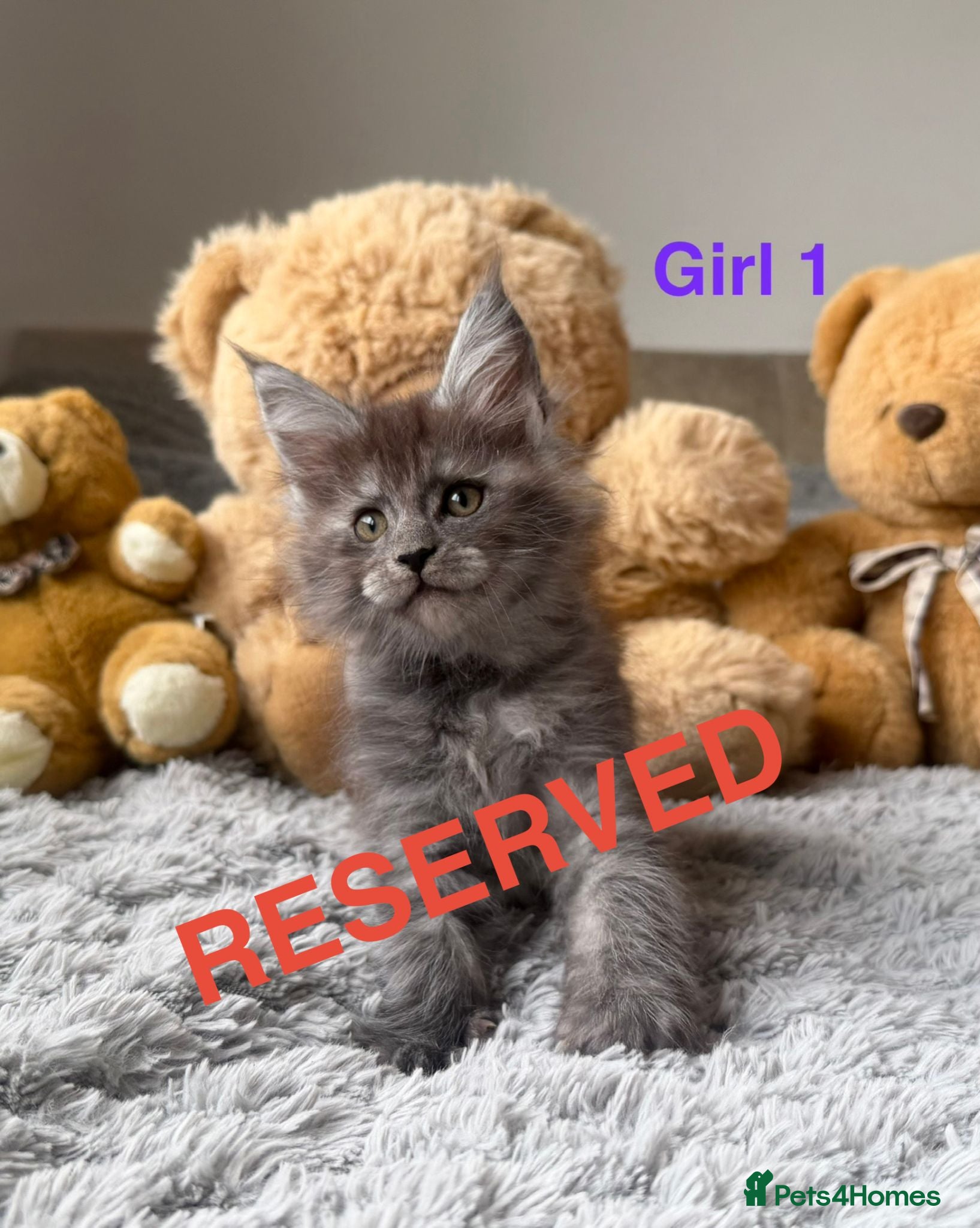 Maine Coon cats 3 left. SHOW QUALITY MAINE COON KITTENS  - Advert 2