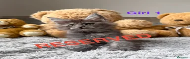 Maine Coon Kitten 1