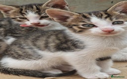 Domestic Shorthair cats for sale: Sweet Kittens *ready now* - Image 10