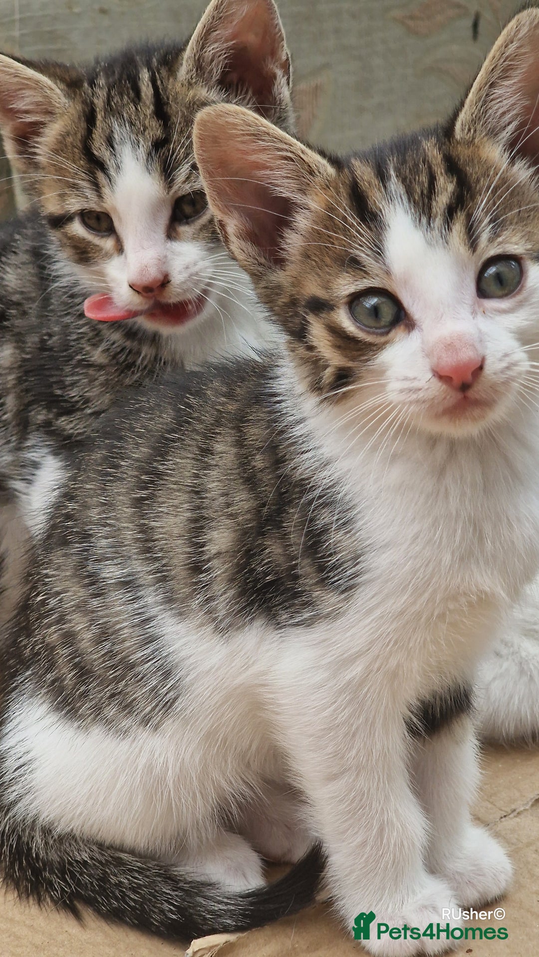 Domestic Shorthair cats for sale: Sweet Kittens *ready now* - Image 10
