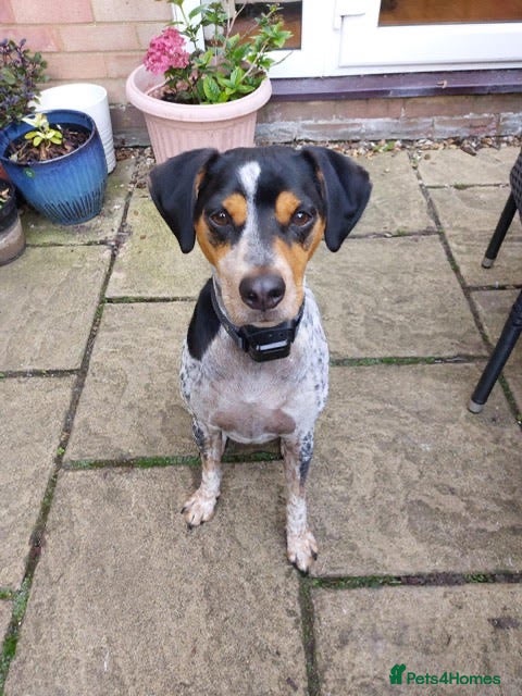 Mixed Breed dogs Playful Pedro  - Advert 1