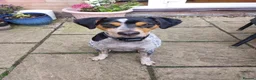 Mixed Breed dogs for adoption: Playful Pedro  - Advert 1