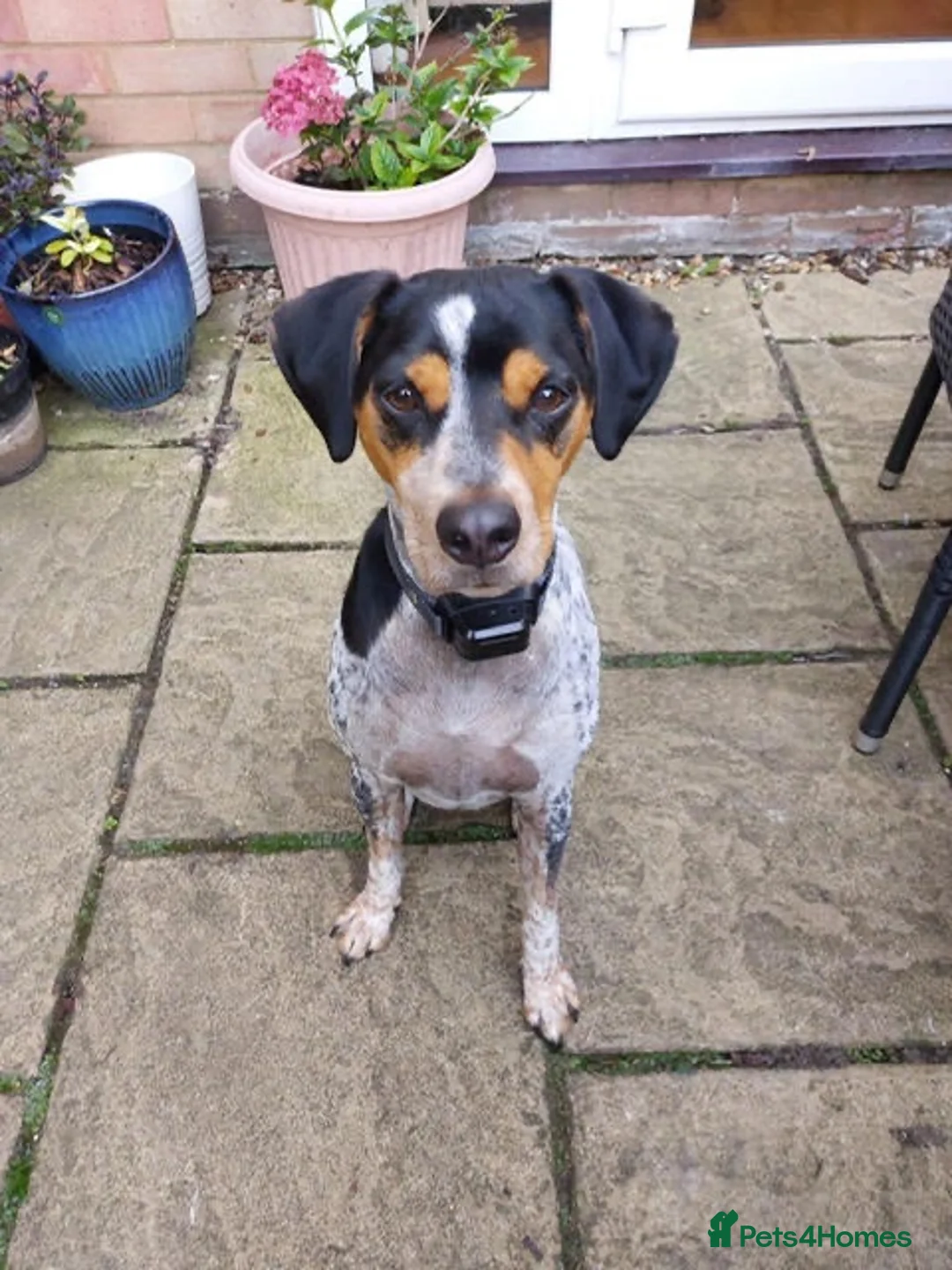 Mixed Breed dogs for adoption: Playful Pedro  - Advert 1