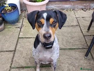 Mixed Breed dogs Playful Pedro - Advert 1