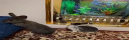 Mini Lop rabbits for sale: Mini lop baby rabbit  - Advert 7