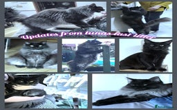 Maine Coon cats for sale: Russian lines with many champions - Image 7