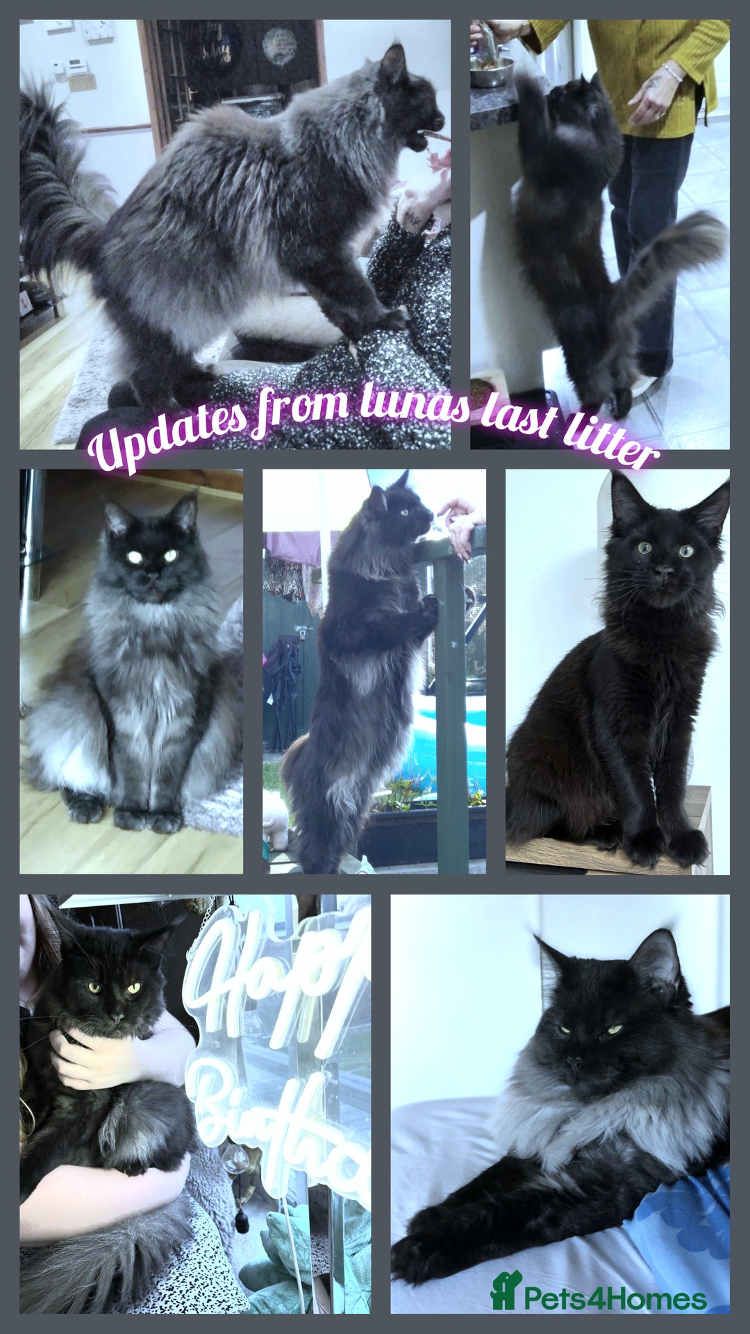 Maine Coon cats for sale: Russian lines with many champions - Image 7