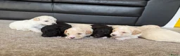 Poochon dogs for sale: Health tested poochons  - Advert 6