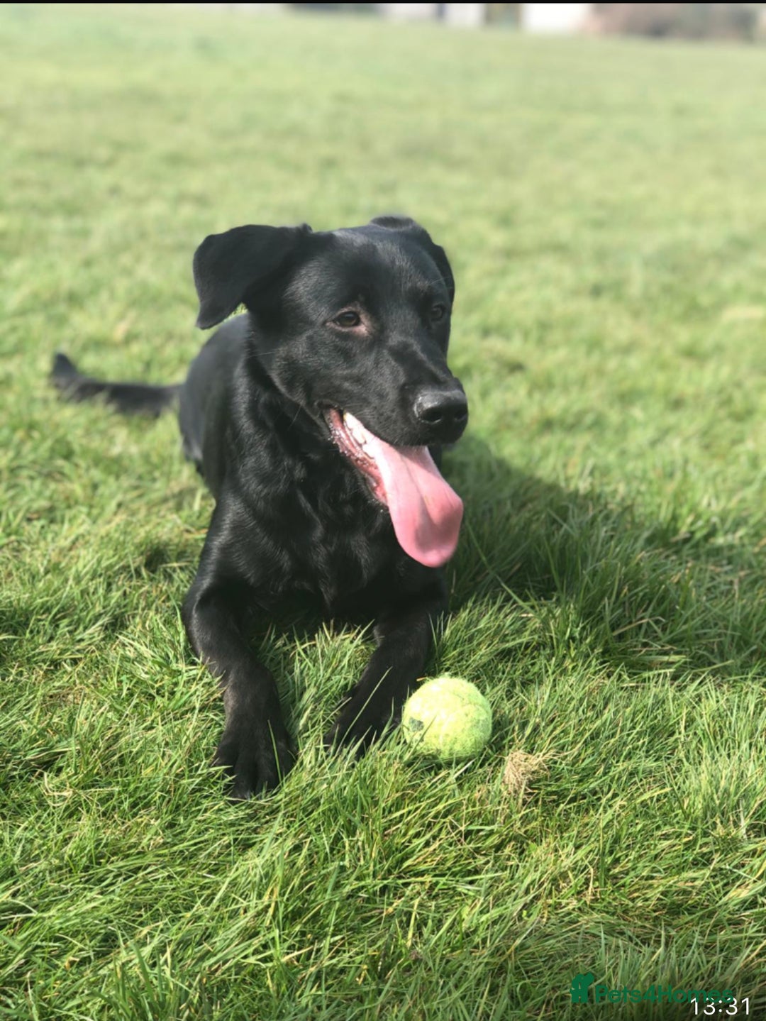 Mixed Breed dogs for sale: Labrador Cross for sale - Advert 4