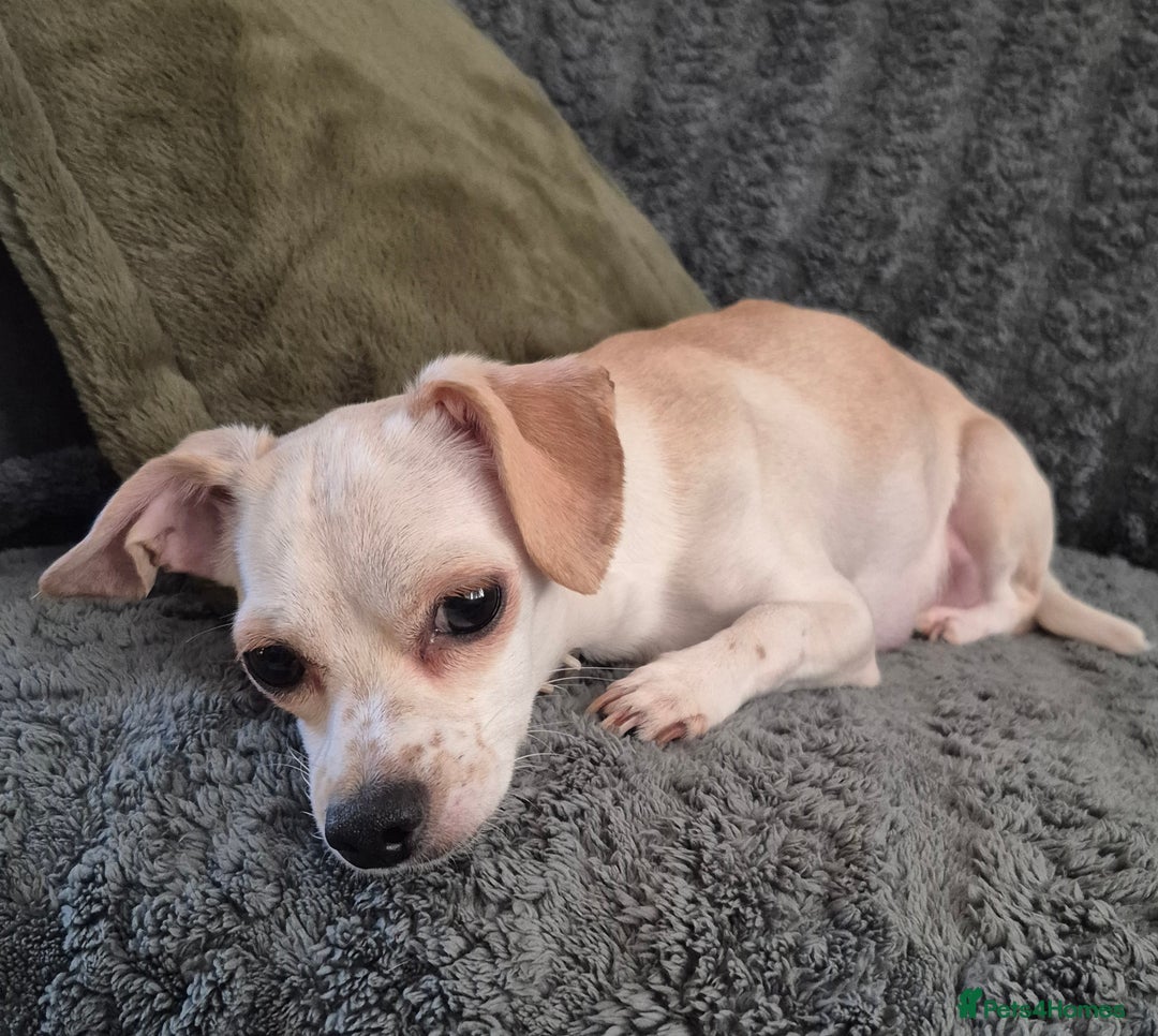 Chiweenie dogs for sale: Chihuahua + chiweenie puppies  - Advert 9