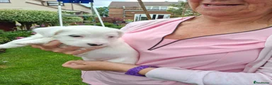 Sealyham Terrier 2