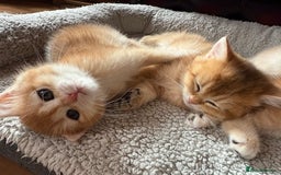British Shorthair cats for sale: Ready 2 lovely girls AY12 and NY12 / Corin - Image 11
