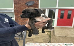Staffordshire Bull Terrier dogs for sale: Beautiful staff pups for sale - Image 6