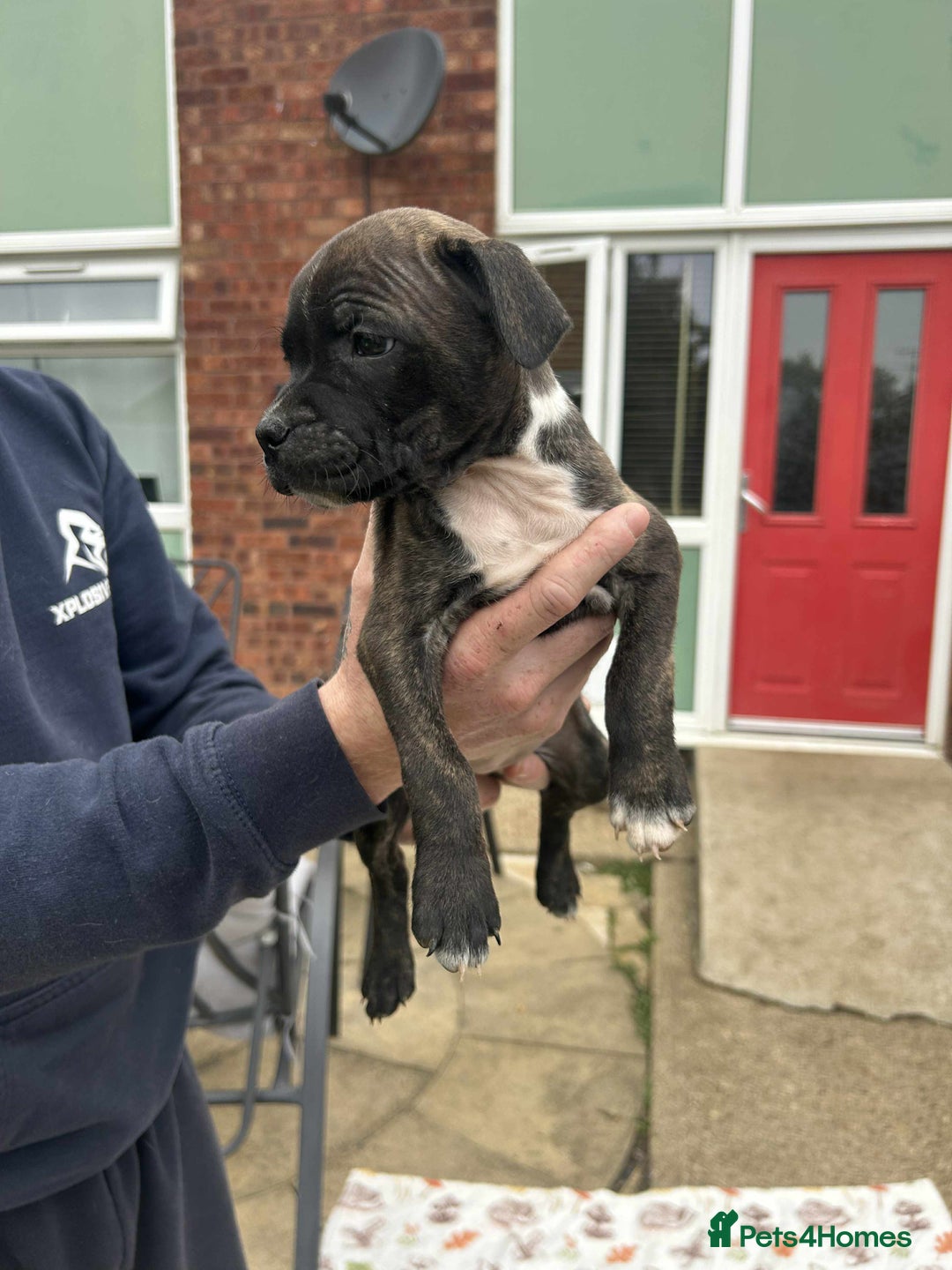 Staffordshire Bull Terrier dogs for sale: Beautiful staff pups for sale - Image 6