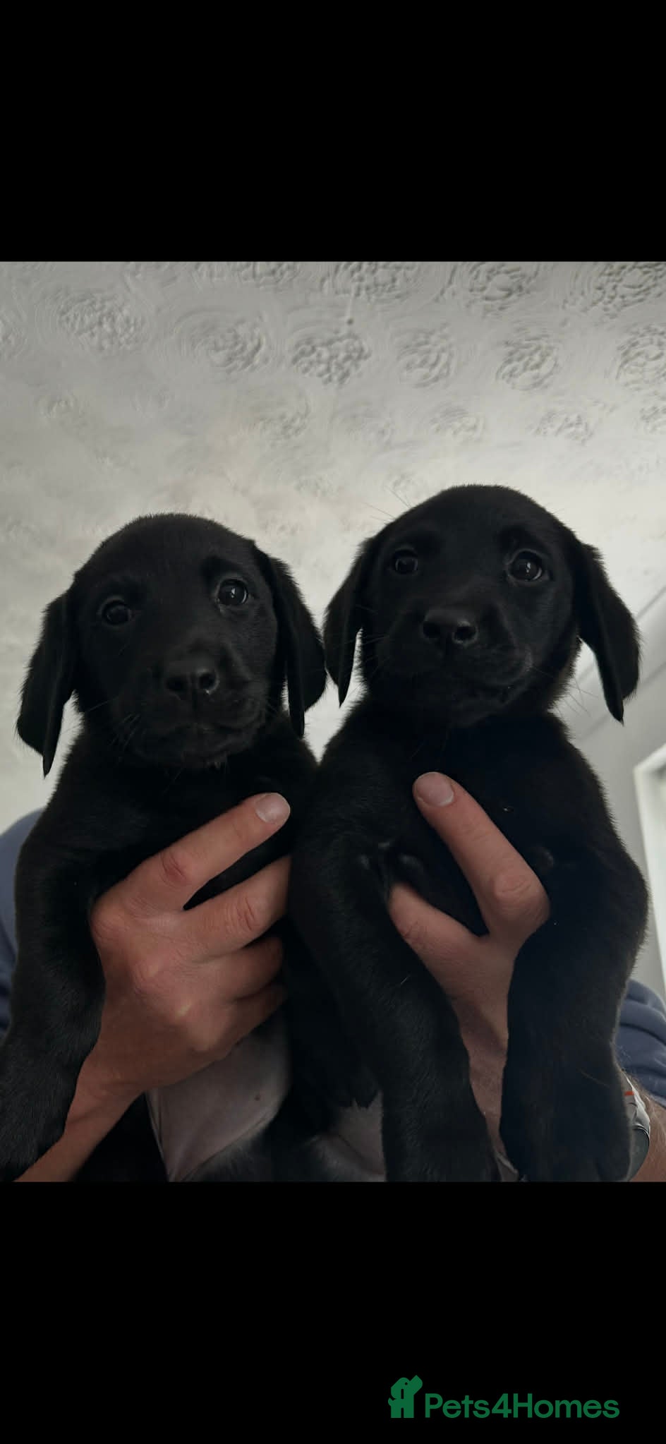 Labrador Retriever dogs KC Registered Black & Golden Labrador Puppies - Advert 1
