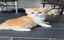 British Longhair cats for sale: GCCF reg BLH Chocolate Golden Blue/Green/Odd Eyes - Image 3