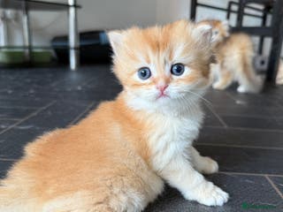 British Longhair cats GCCF reg BLH Last Chocolate Golden Female Kitten - Advert 14