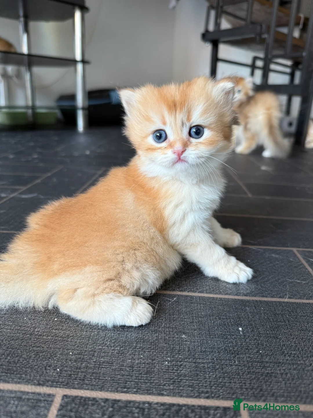 British Longhair cats for sale: GCCF reg BLH Last Chocolate Golden Male Kitten - Advert 5