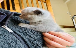 British Shorthair cats for sale: GCCF BSH Beautiful Kitten - 1 blue male  - Image 16