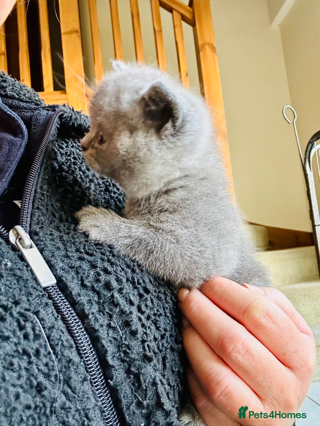 British Shorthair cats for sale: GCCF BSH Beautiful Kitten - 1 blue male  - Image 16
