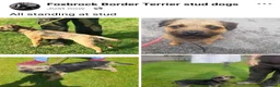 Border Terrier dogs for stud: Red grizzle stud dog available  - Advert 2
