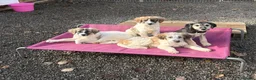 Mixed Breed dogs for adoption: Lola, Lena, Luna and Lyra  - Advert 3