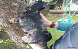 Miniature Dachshund dogs for sale: Beautiful litter of 6 true to type miniature pups. - Image 2