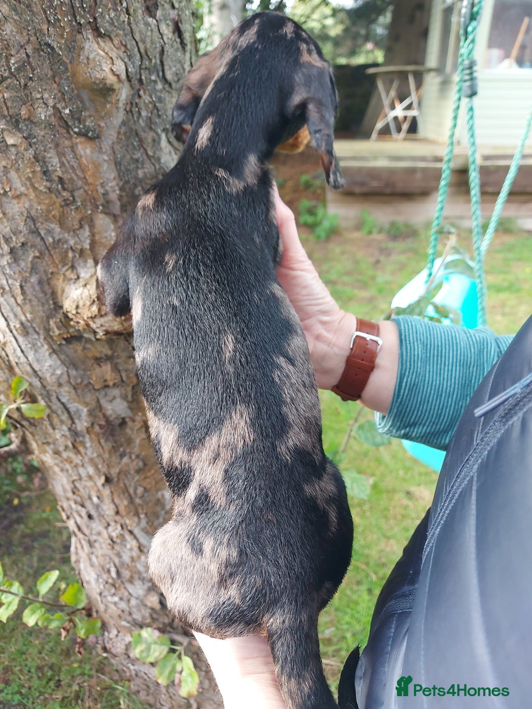 Miniature Dachshund dogs for sale: Beautiful litter of 6 true to type miniature pups. - Image 2