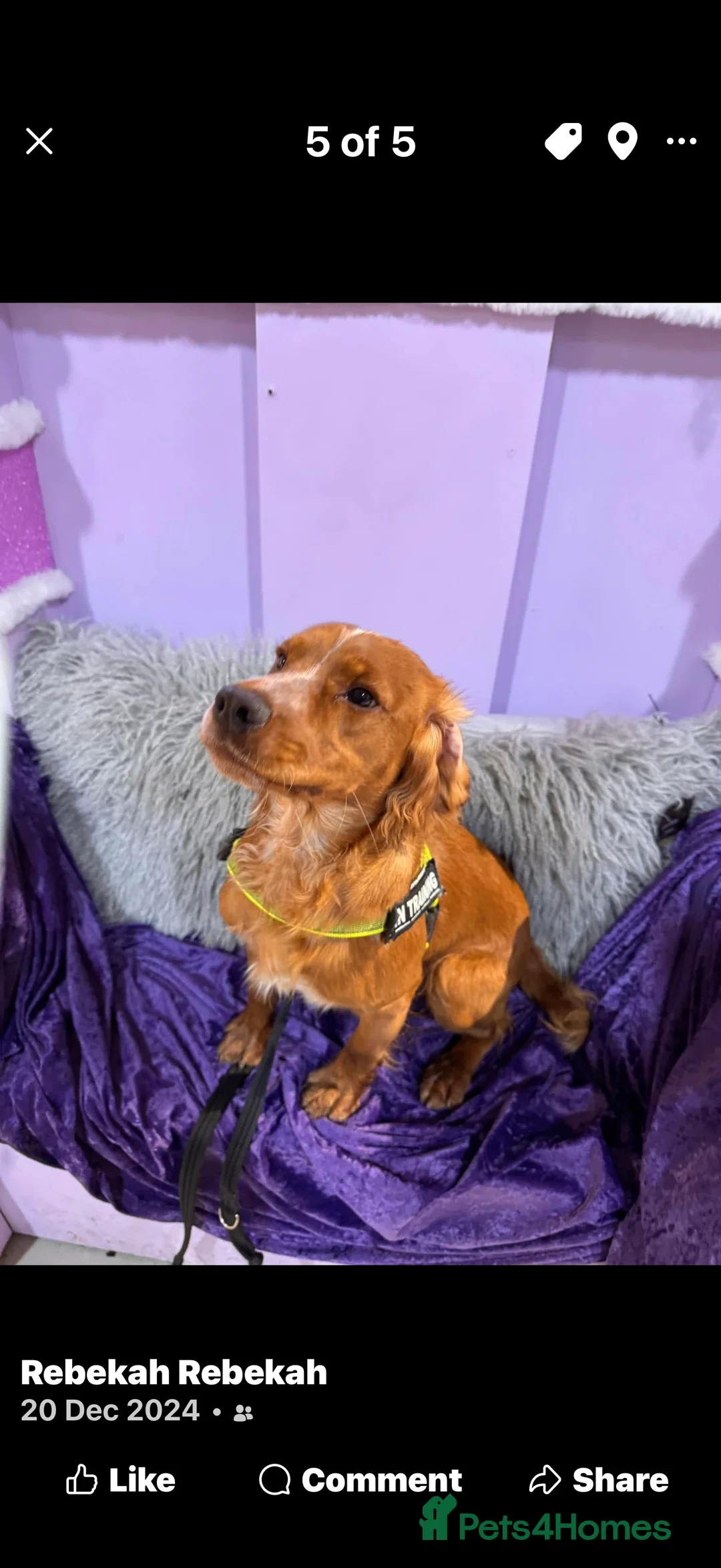 Cocker Spaniel dogs for stud: Proven health tested stud dog - Advert 4