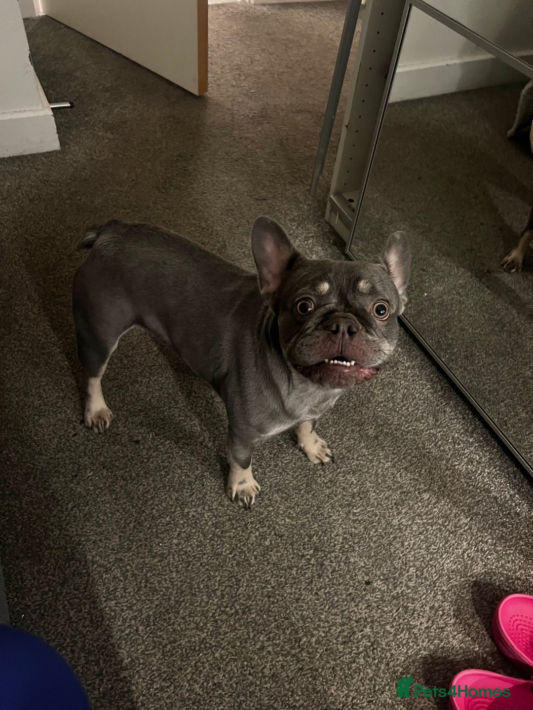 French Bulldog dogs for sale: Ochi - The frenchie  - Advert 3