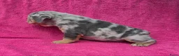 English Bulldog dogs for sale: Beautiful litter of English Bulldogs - Advert 15