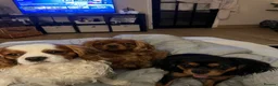 Cavalier King Charles Spaniel dogs for sale: 5 beautiful cavalier puppies - KC registered - Advert 14