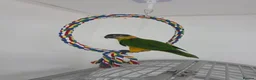 Parrots birds for sale: Black Headed Caique Parrot - Advert 2
