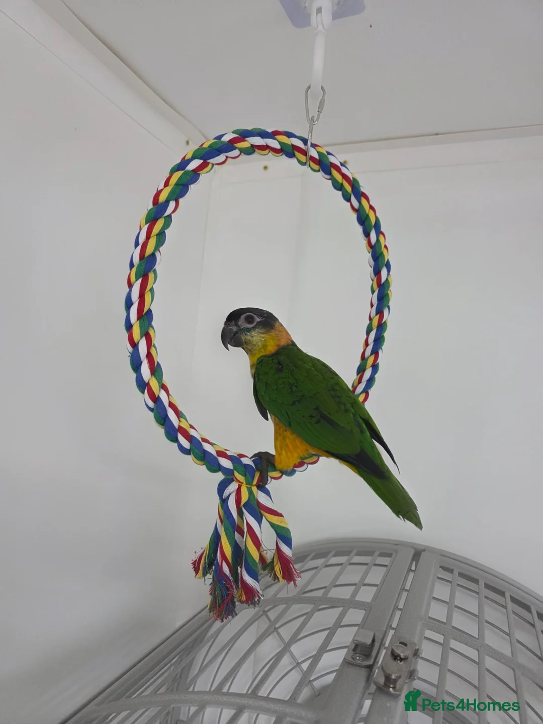 Parrots birds for sale: Black Headed Caique Parrot - Advert 2