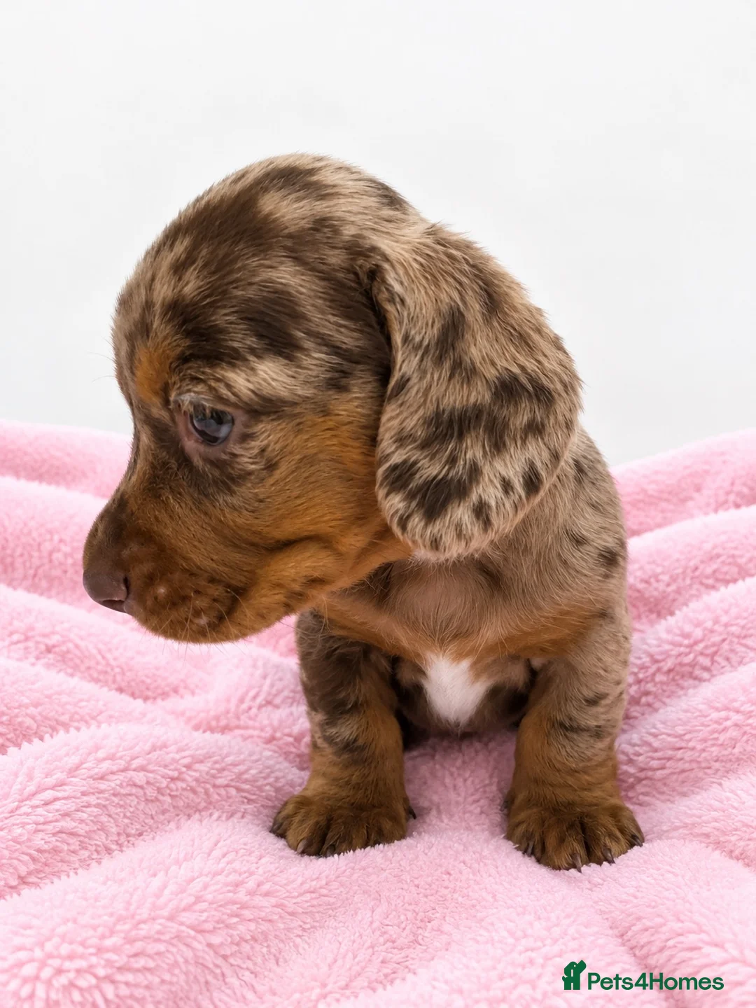 Miniature Dachshund dogs for sale: Miniature Dachshund Puppies - Advert 2