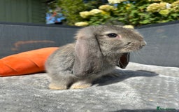 French Lop rabbits for sale: 🤍Pure Bred Giant French Lop Babies🤍 - Image 5