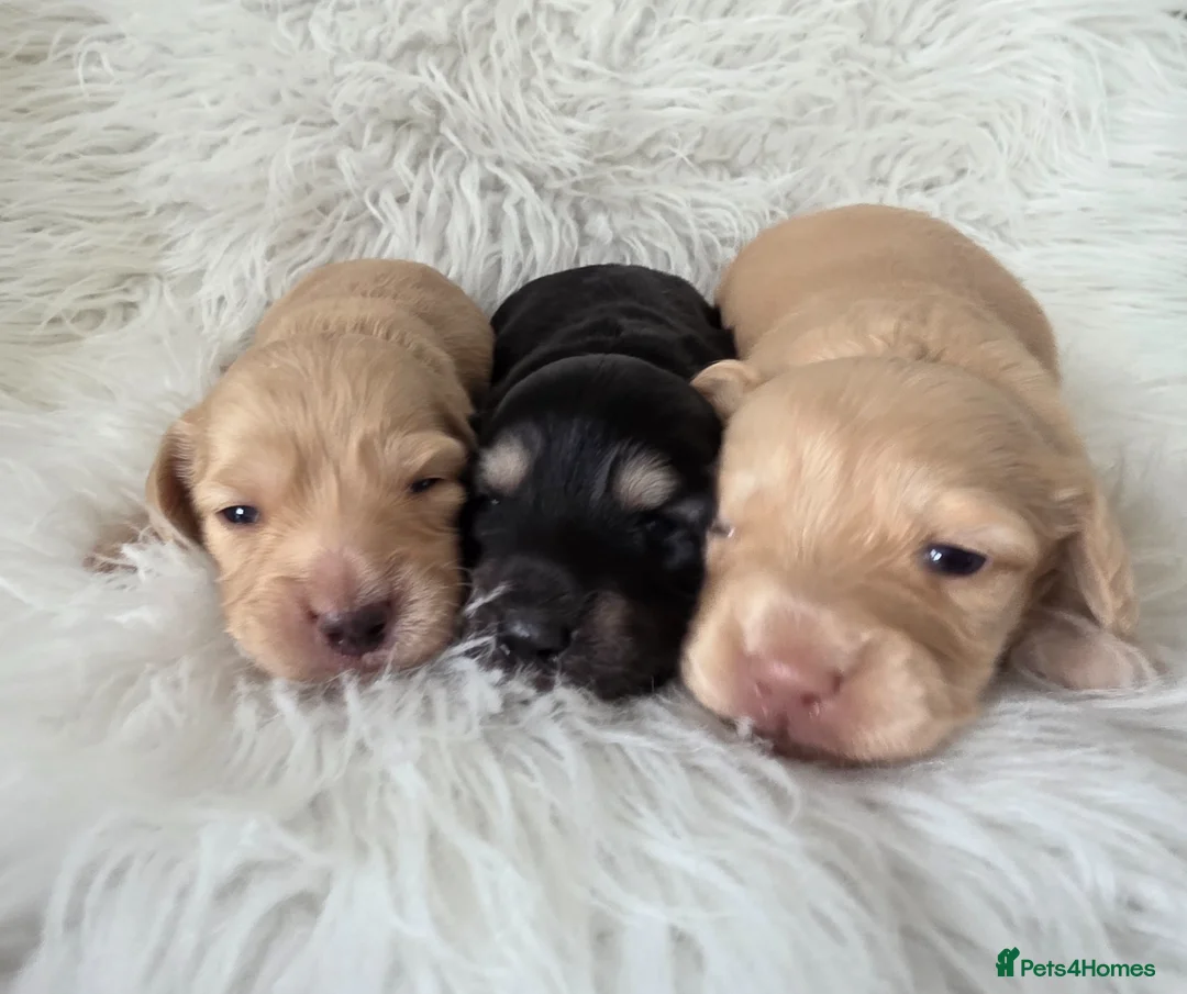 Miniature Dachshund dogs for sale: Stunning KC Long hair daxi. 5* breeders  - Advert 2