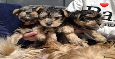 Yorkshire Terrier dogs Yorkshire terrier puppies (1 girl left) Ready now! - Advert 4