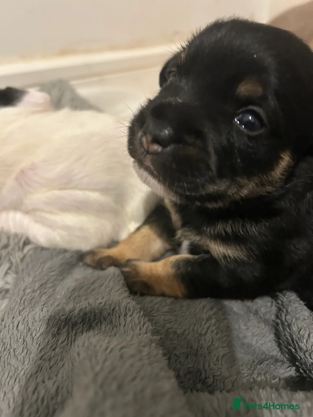 Mixed Breed dogs for sale: Bully x Yorkshire terrier - Advert 3